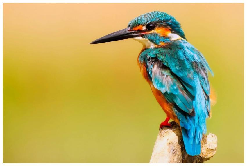 Close-up of a colorful kingfisher perched against