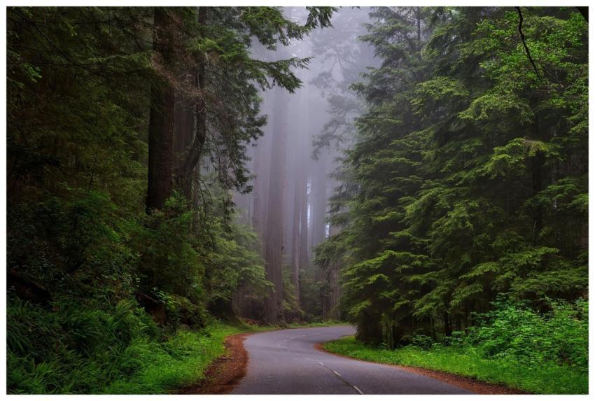 A tranquil winding road through a misty forest fil