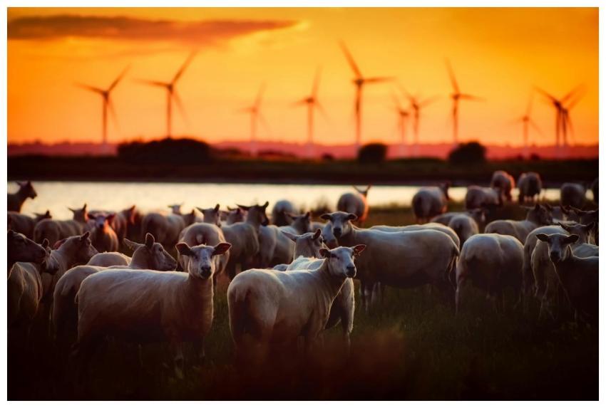 Idyllic rural scene with a flock of sheep and wind