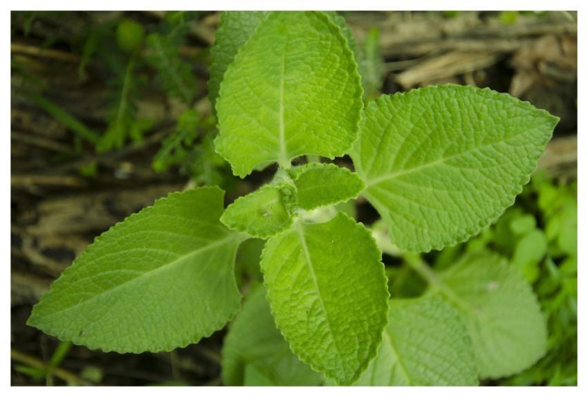 Oregano Nature Leaves Green
