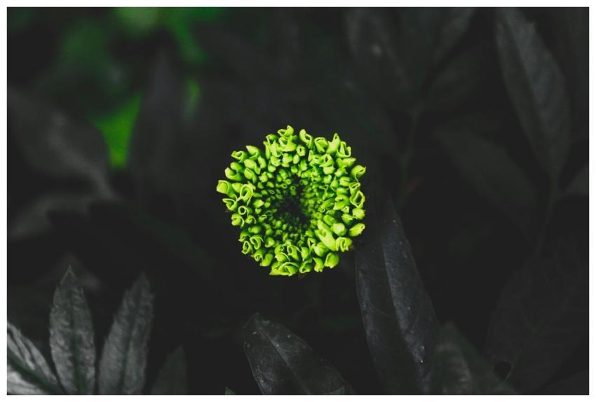 Close-up of a bright green flower bud surrounded b