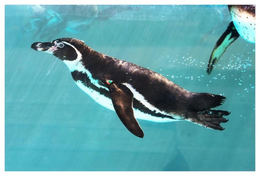 Penguins Bird Swim Swim Nature
