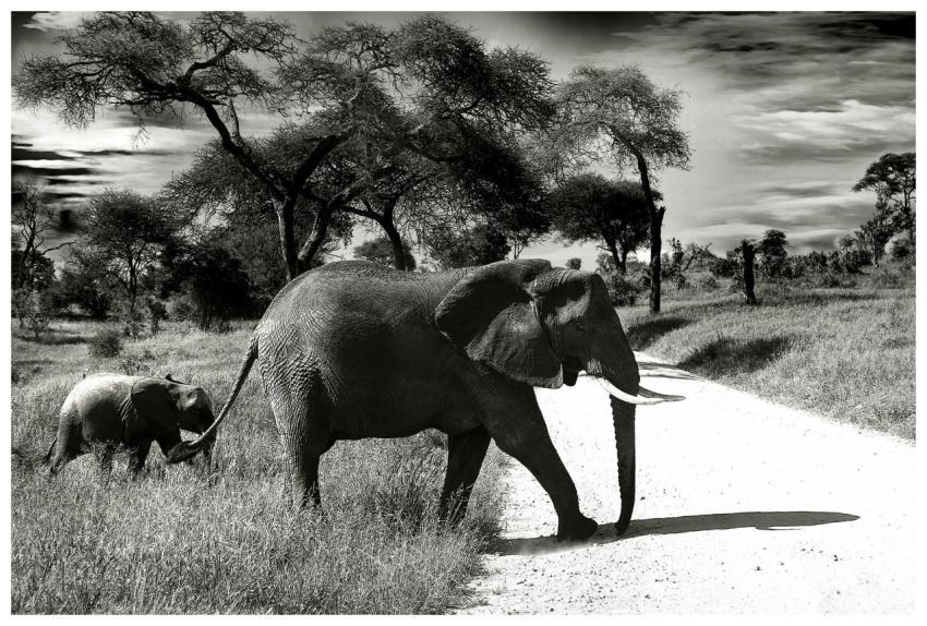 Black and white photo of elephants walking through