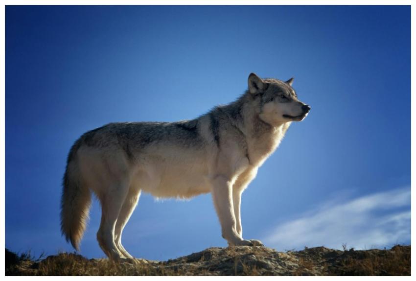 Gray wolf standing on a hill against a clear blue
