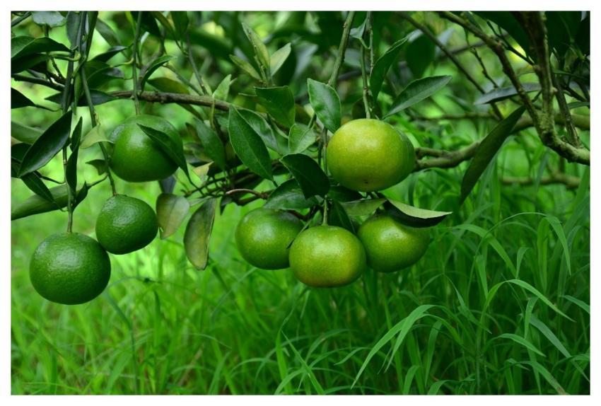 Citrus Oranges Fruits Tropical Fruits