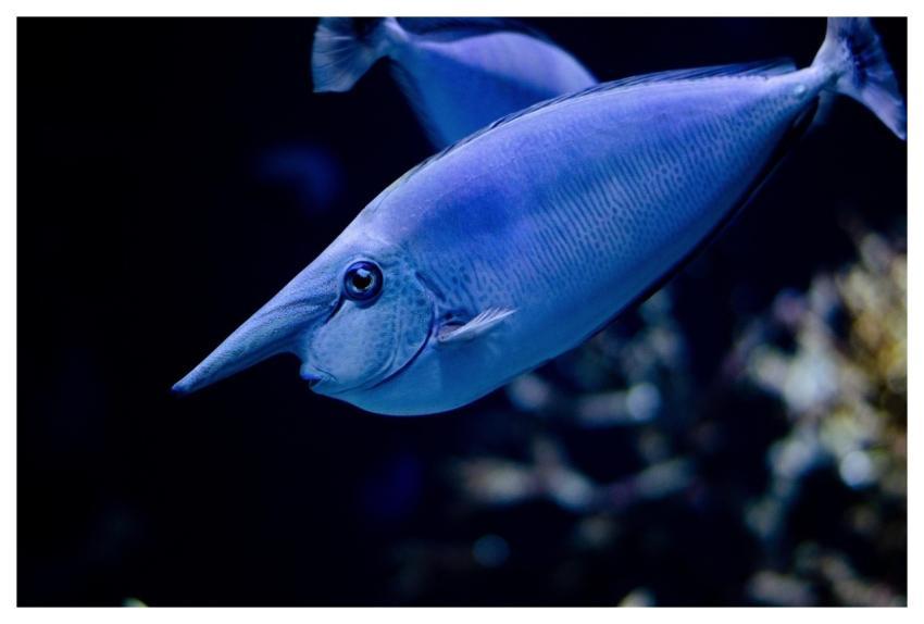 Fish Nature Blue Water