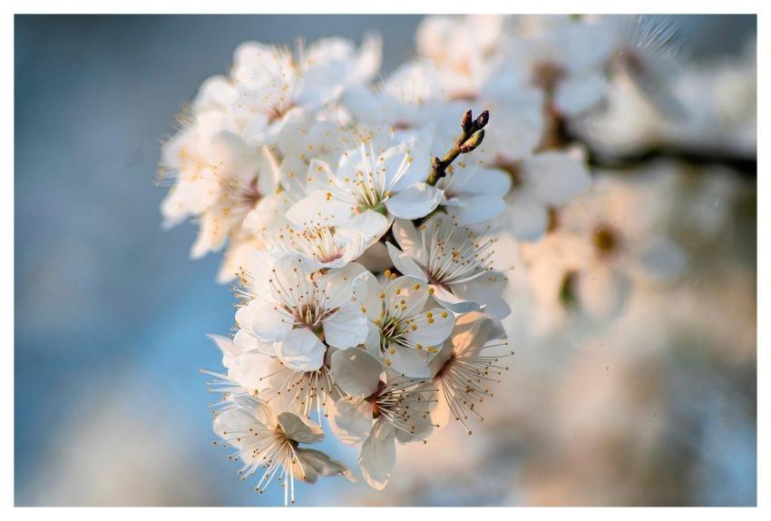 Spring Nature Flower Background Bloom