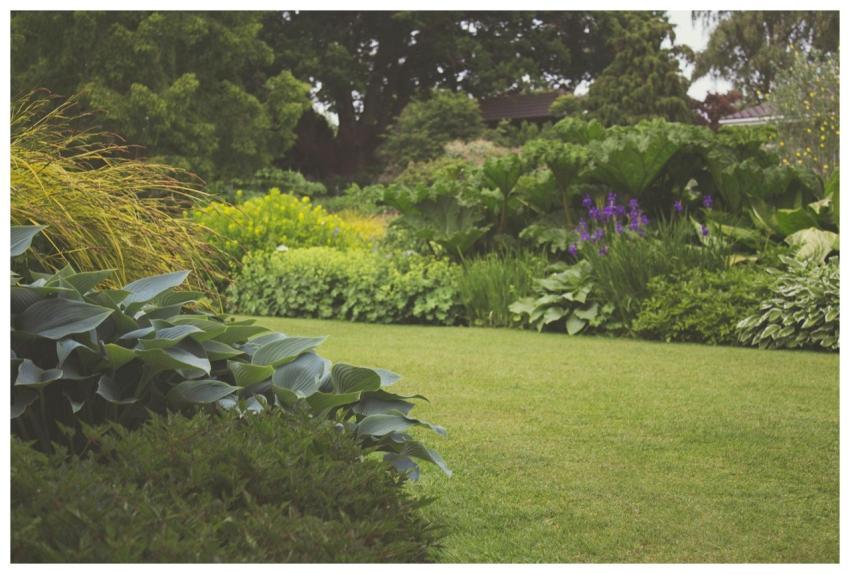 A lush backyard garden with vibrant plants and man