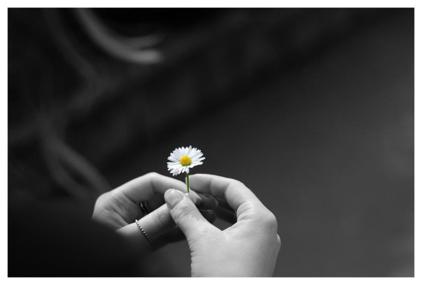 Daisy Easter Hand Nature