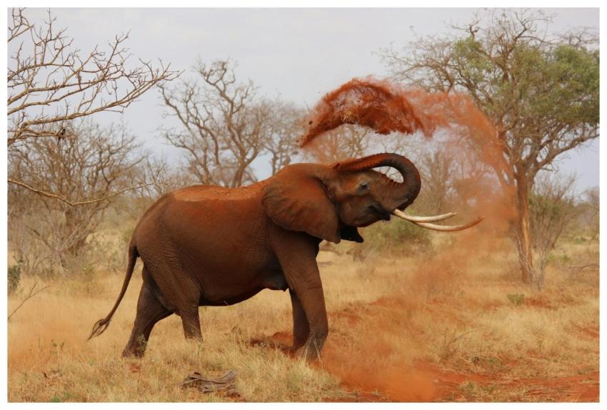 An African elephant playfully throws dust in a vib