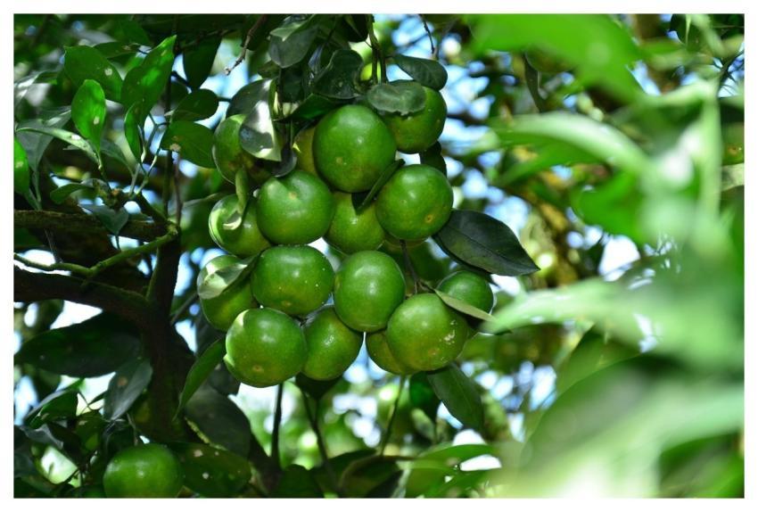 Citrus Oranges Fruits Tropical Fruits