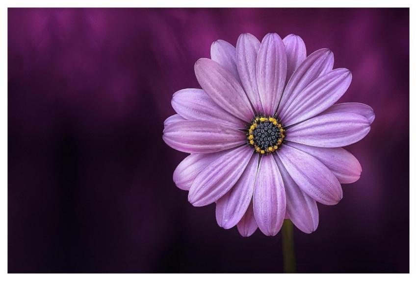 Flower Full Hd Wallpaper Flower Background Purple
