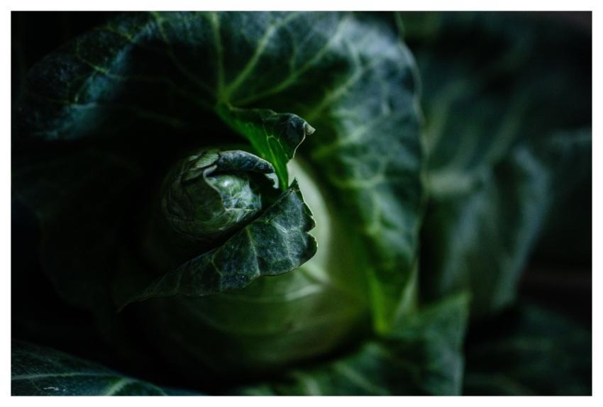 Cabbage Vegetable Veggie Farm