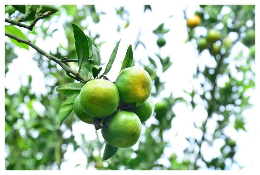 Citrus Oranges Fruits Tropical Fruits