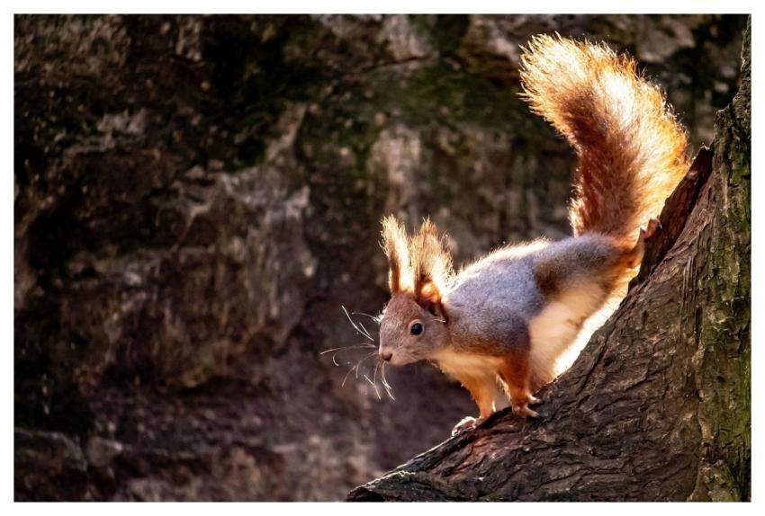 Red Squirrel Squirrel Animal Rodent