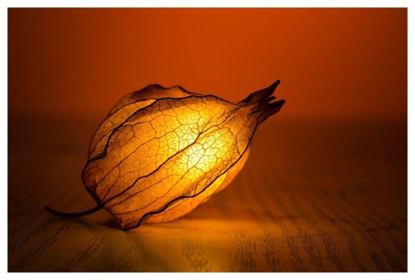 Light Glow Nature Leaf