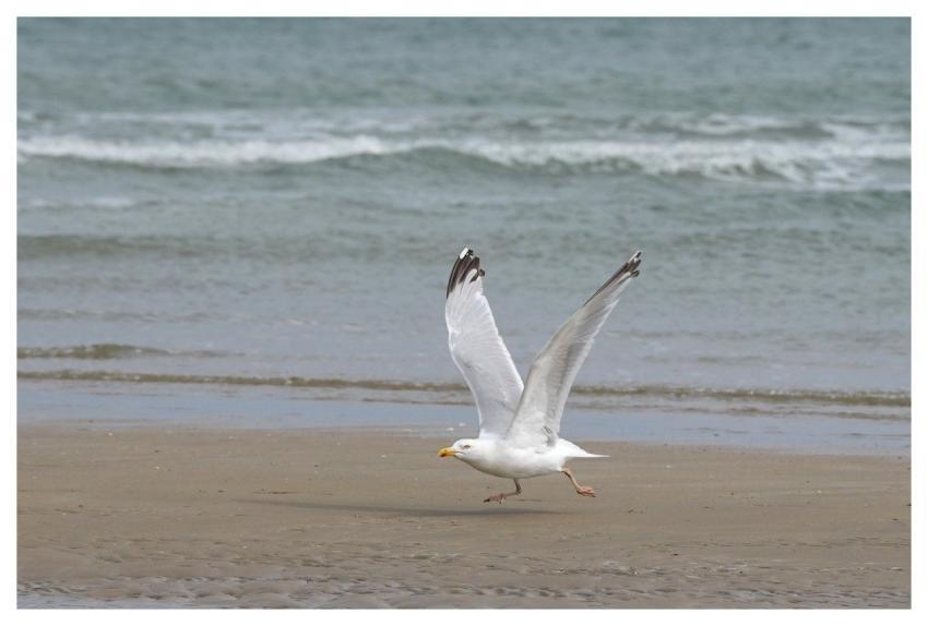 Gull Lift Up Beach Wing
