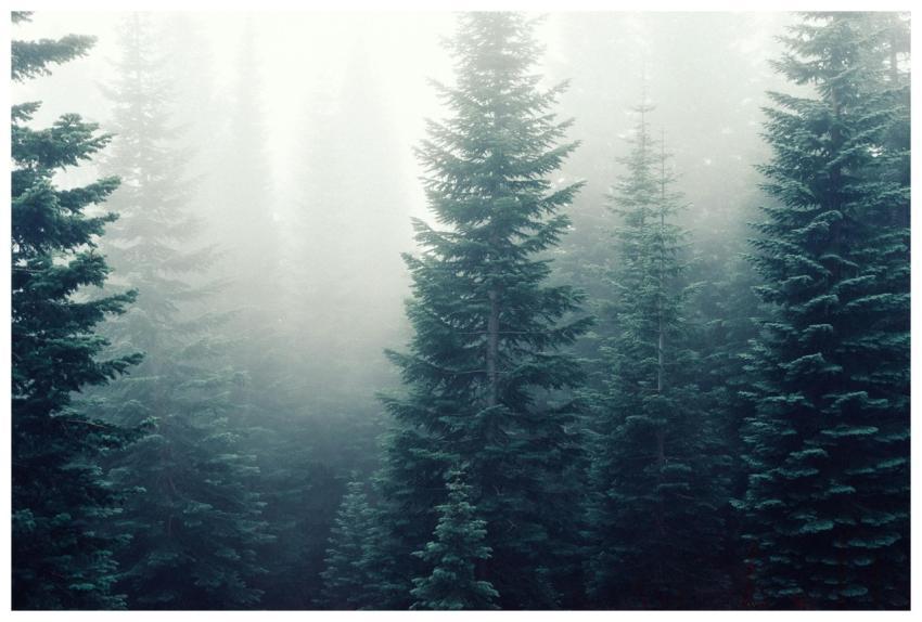 A tranquil and mysterious pine forest shrouded in