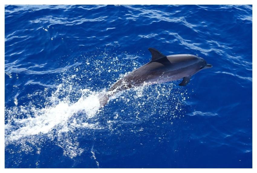 Dolphin Ocean Fountain Leap