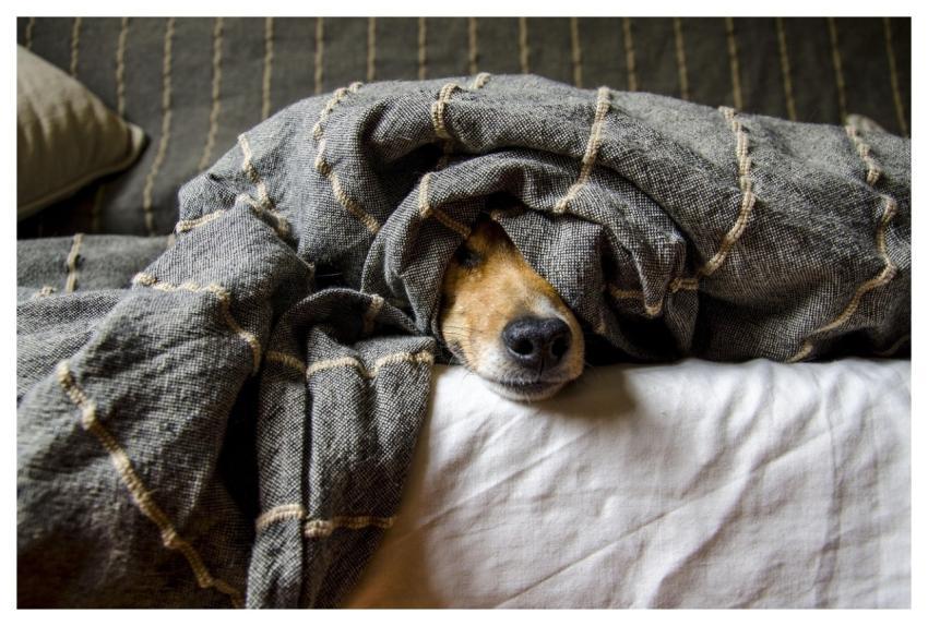 Dogs Animals Dog Nature