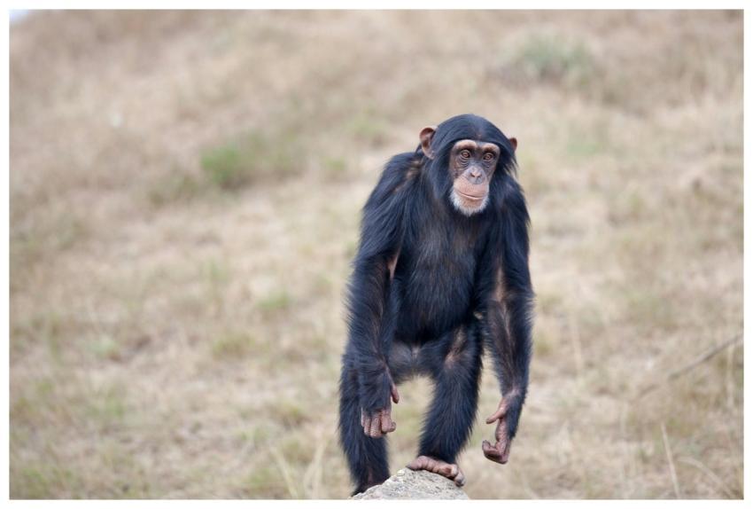 A juvenile chimpanzee standing alert on grass, sho