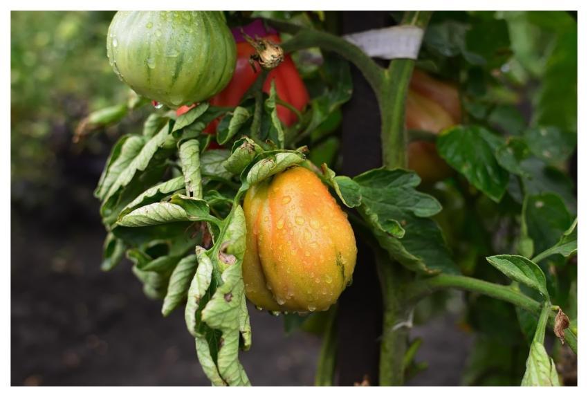 Growing Nature Vine Natural