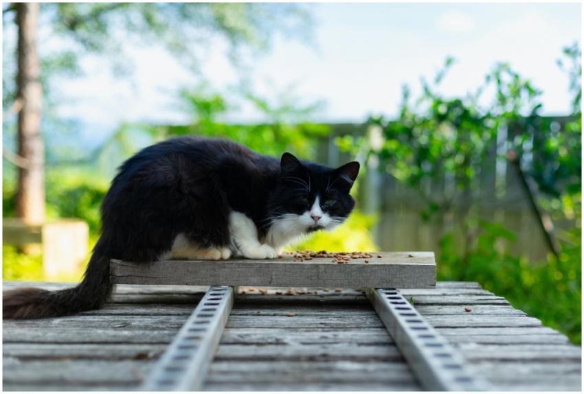 A black and white cat sitting on a wooden platform