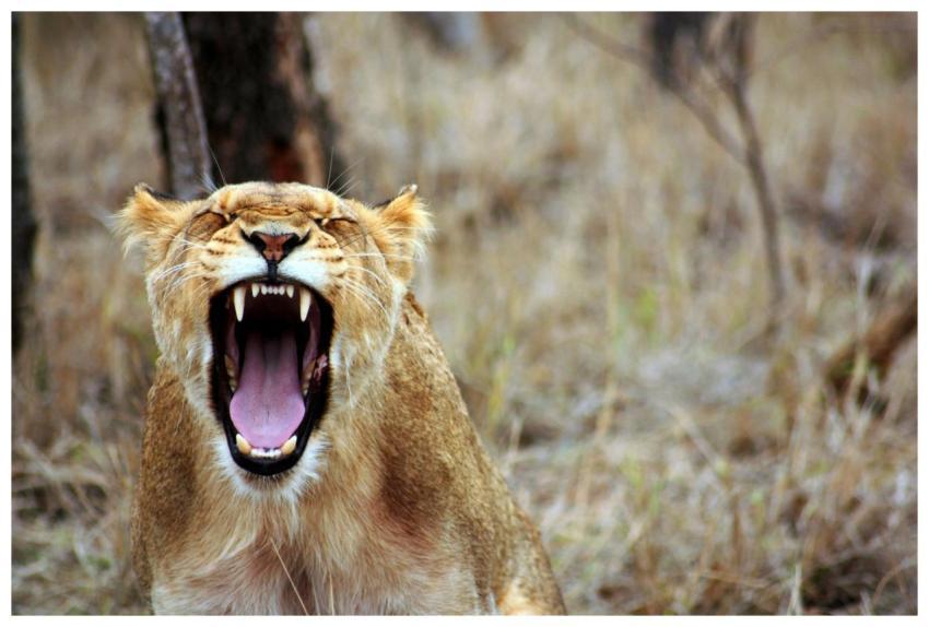 A fierce lioness roaring in the wild savanna, show