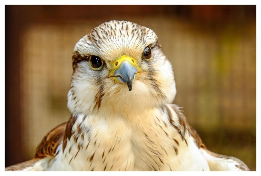 Gyrfalcon Falcon Bird Raptor