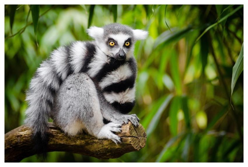 Lemur Jungle Primate Wild Animal