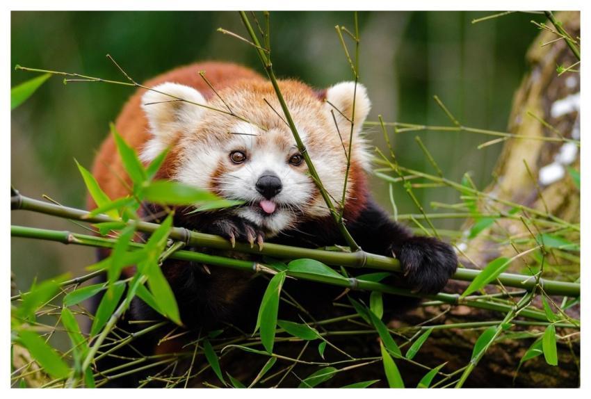 Red Panda Bamboo Tongue Out Mammal