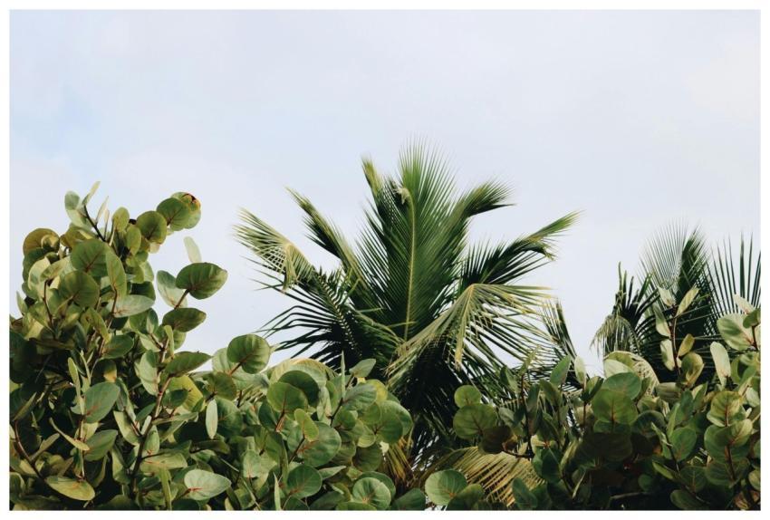 Vibrant green palm leaves sway gently against a cl