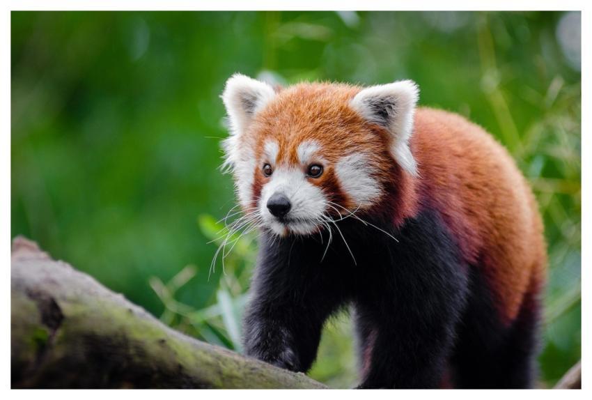 Red Panda Animal Carnivore Close Up