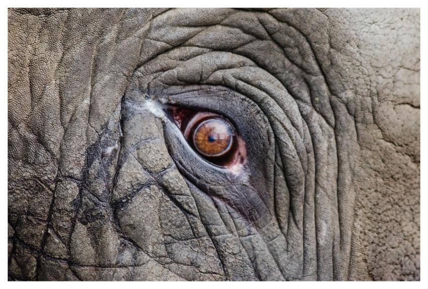 Animal Elephant Eye Close Up