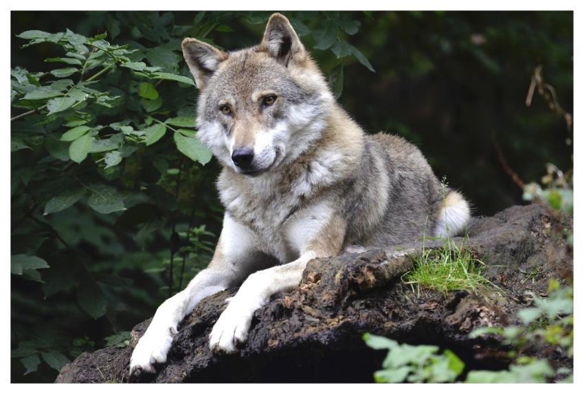 Wolf Canine Forest Predator