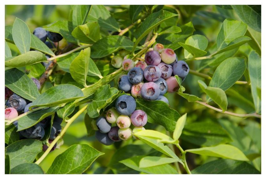 Fruits Blueberry Organic Berry