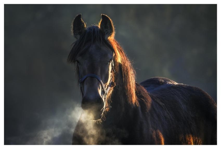 Horse Animal Animals Outdoors