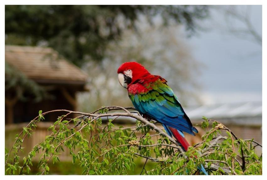 Bird Parrot Ornithology Kind
