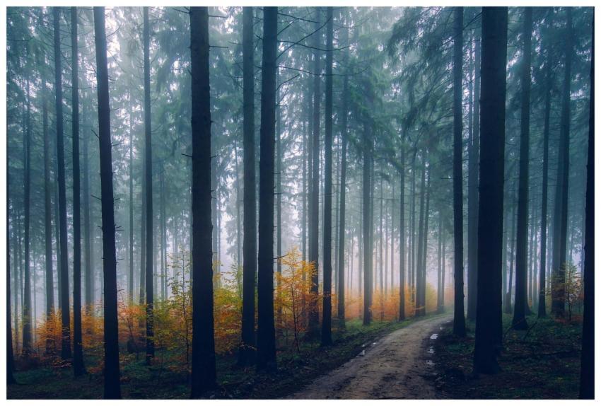 Scenic view of a misty forest path in autumn with