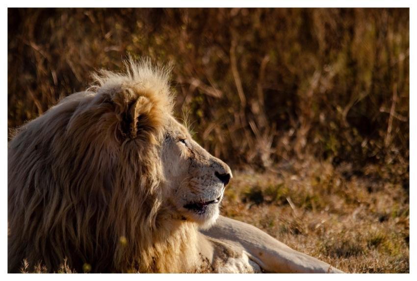 Lion Animal Mammal Big Cat