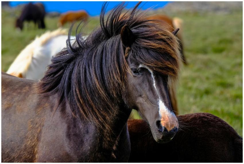 A close-up of a majestic brown horse with a flowin