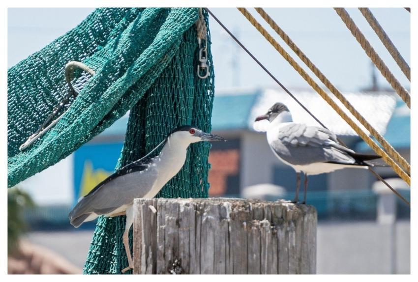 Black-Crowned Night Heron Heron Birds Seagull