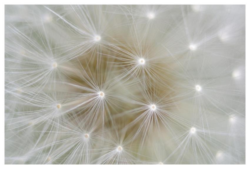 Dandelion Seeds Nature Close Up