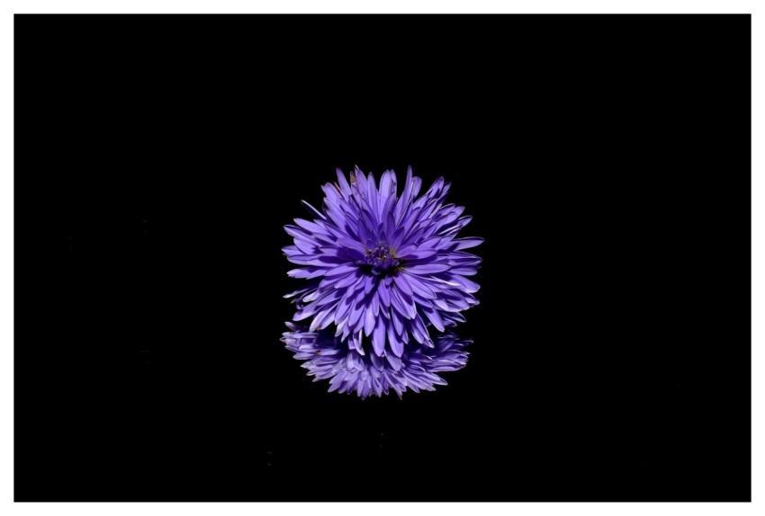 Flower Aster Mac Wallpaper Wallpaper 4K