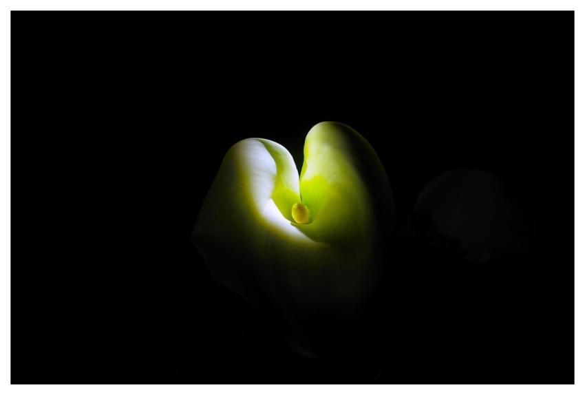 Flower Nature Plant Flora