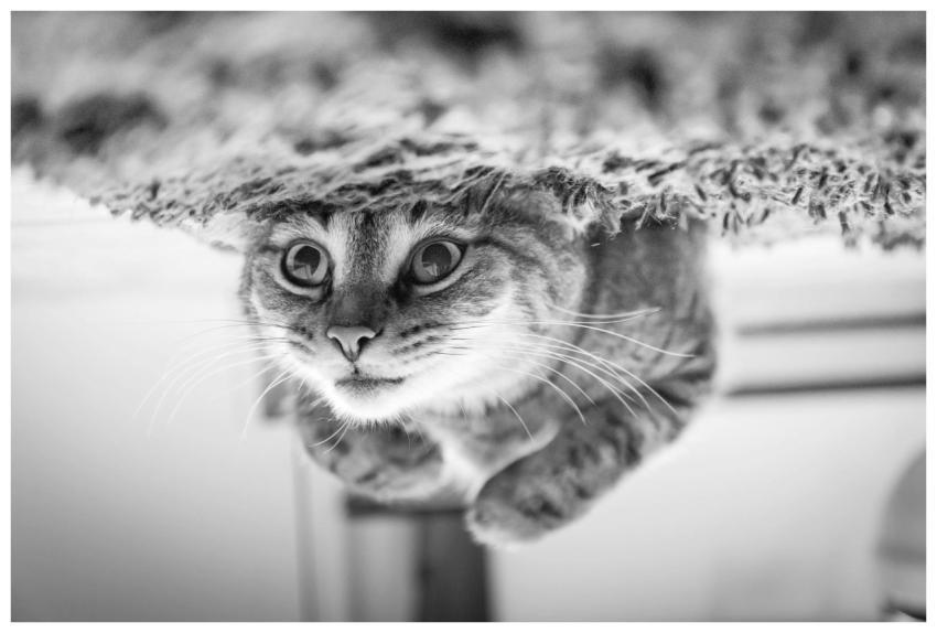 Adorable tabby kitten looking upside down, creatin