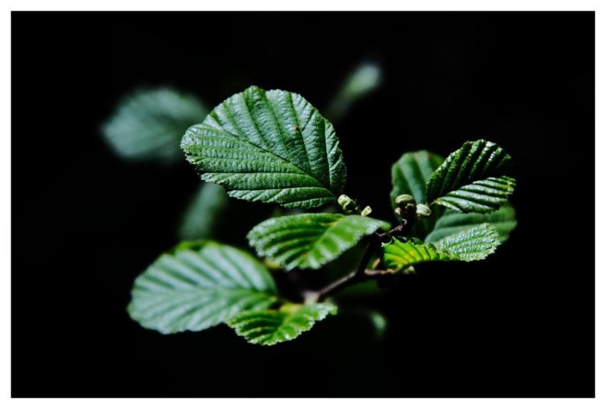 Branches Cool Backgrounds Mac Wallpaper Wallpaper