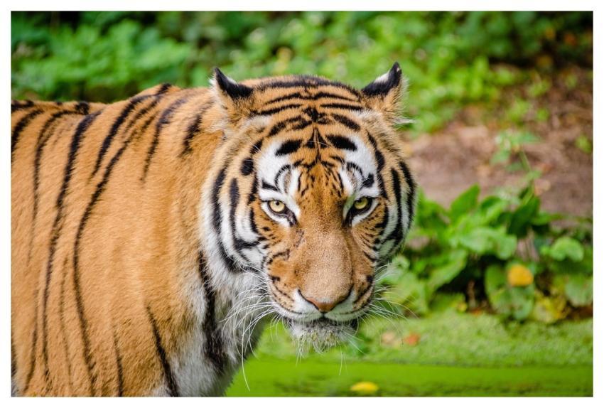 Tiger Big Cat Wild Cat Nature