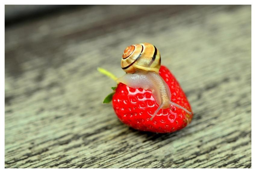 Strawberry Snail Banded Snail Animal