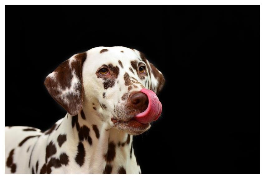 Dalmatian Dog Lick Tongue